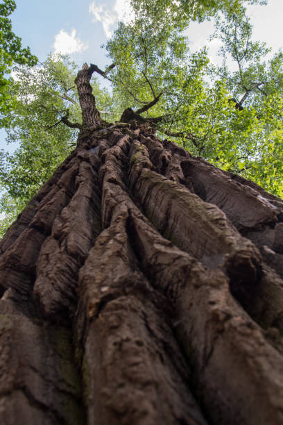 восточное хлопчатобумажное дерево видно вверх - tree tall poplar tree bark стоковые фото и изображения