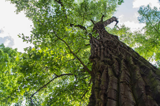 上向きに見える東綿木 - tree tall poplar tree bark ストックフォトと画像