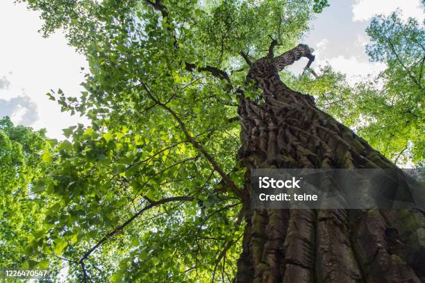 Eastern Cottonwood Tree Seen Upwards Stock Photo - Download Image Now - Poplar Tree, Eastern Cottonwood Tree, Tree