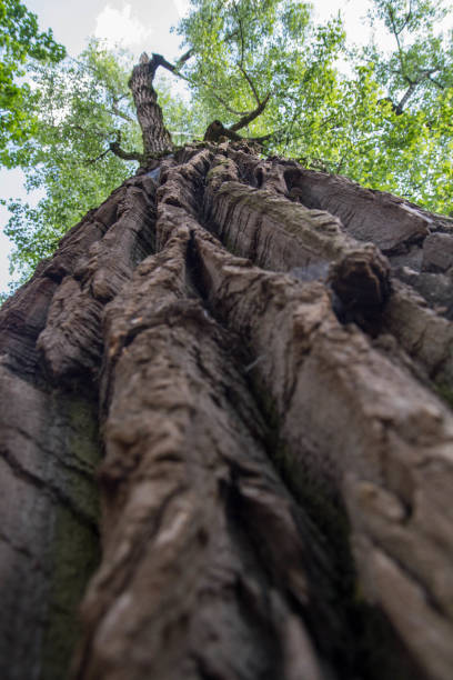 восточное хлопчатобумажное дерево видно вверх - tree tall poplar tree bark стоковые фото и изображения