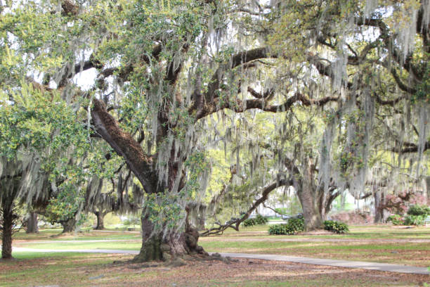 istock Giant Oak Tree Draped with Spanish Moss in New Orleans Park 1226471402