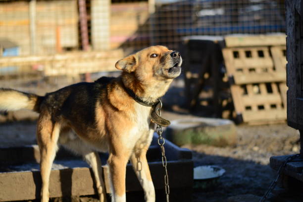 istock one dog in a dog shelter 1226471430
