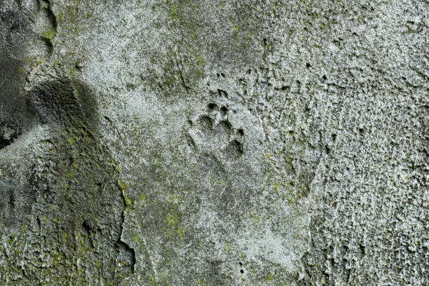 istock Dog footprint imprinted on an old concrete surface 1226471797