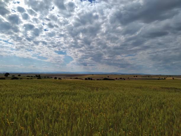 istock Green wheat spikes and blue skies. 1226472331