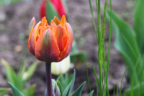 istock orange flower tulip close up 1226472438