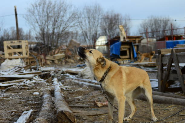 one dog in a dog shelter horizontally