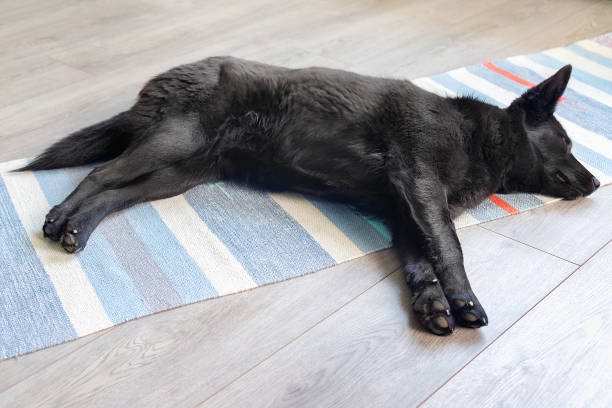 black mongrel dog sleeps at home on  floor - mestis imagens e fotografias de stock