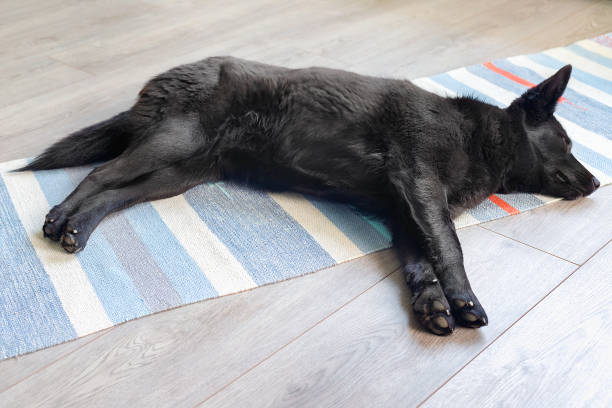 черная дворняга собака спит дома на полу - mestis стоковые фото и изображения