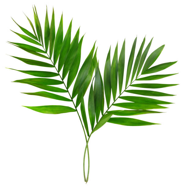 istock Palm leaves on white isolated background. 1226472832