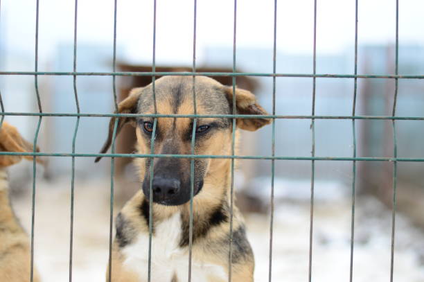 istock one dog in a dog shelter 1226472860