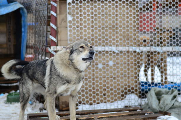 istock one dog in a dog shelter 1226472889