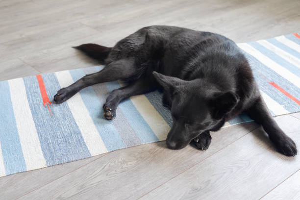 perro mongrel negro duerme en casa en el suelo - mestis fotografías e imágenes de stock