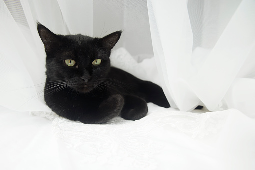 Kucing Hitam Dalam Kerudung Putih Lapung Foto Stok - Unduh Gambar