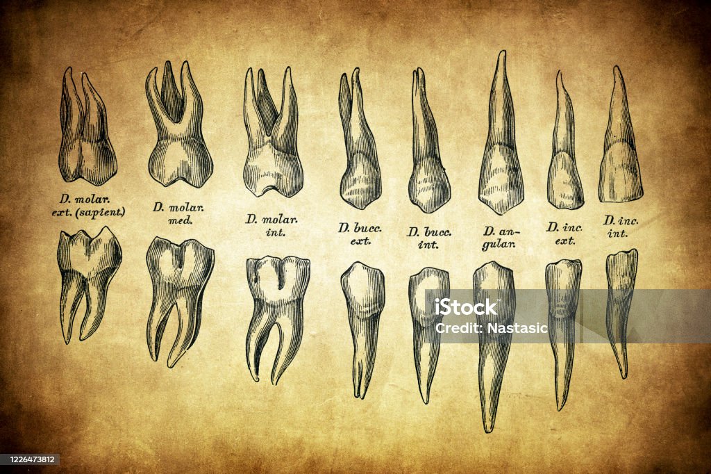 Teeth Representing Human Teeth Stock Illustration - Download Image Now - Diagram, Latin ...