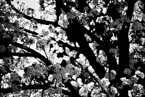Pink cherry blossoms in soft style for the background. Sakura bloom in spring. Pink cherry flower, buds and leaves. Easter time. Bokeh. Selective focus. Black and white