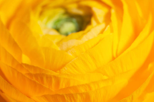 Ranunculus flower over paper background, closeup shot