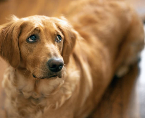 istock Golden Retriever with Worried Expression Looking Up 1226477127