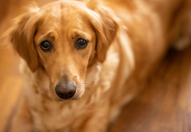 Female golden retriever with a pensive expression looks at the camera .