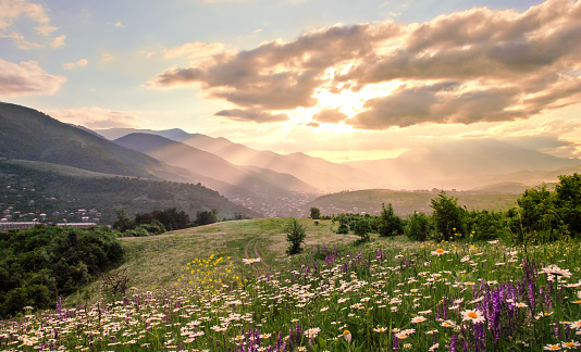 Beautiful flowers on mountains at sunset