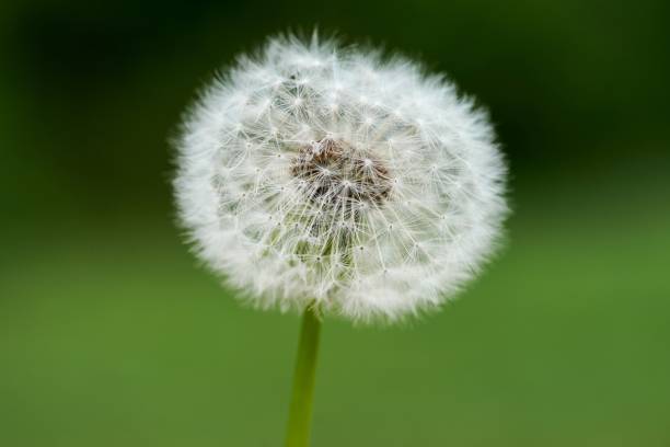istock dandelion seeds on a green background 1226478825