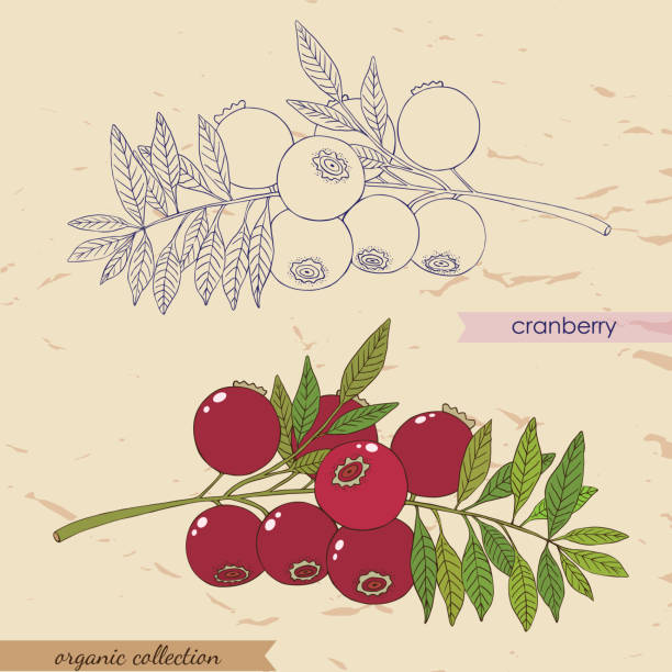 Sranberry illustration Berries collection. Vector illustration of red cranberry with leaves bearberry stock illustrations