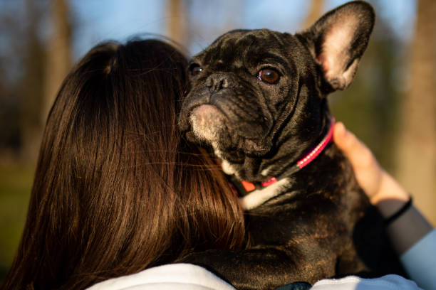 istock A adorable French Bulldog 1226479023