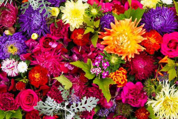 schöne bunte blumen hintergrund. aster, nelken und rosenblumen. ansicht von oben - viele blumen stock-fotos und bilder