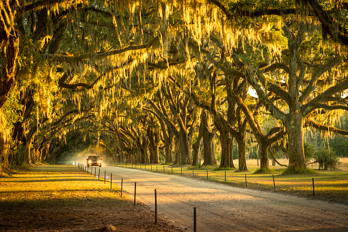 Live oaks on a country dirt road along a farm plantation in USA