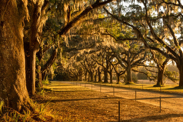 istock Live oaks and Spanish moss along a dirt road 1226479865