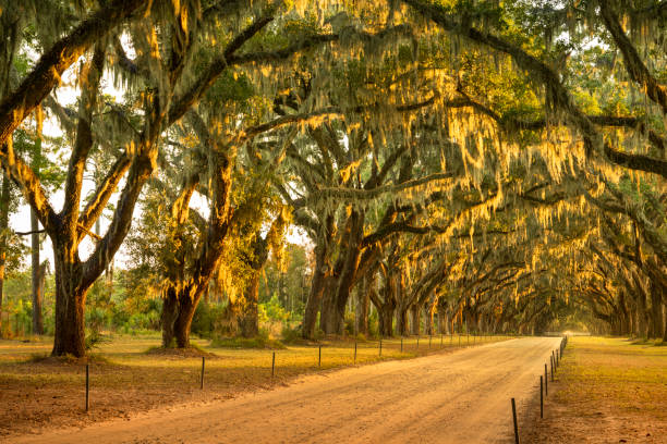 istock Live oaks and Spanish moss along a dirt road 1226479879