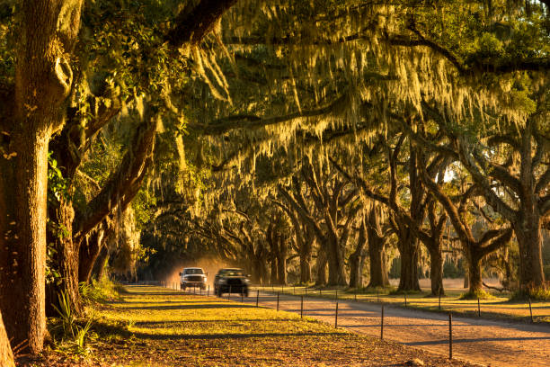 istock Live oaks and Spanish moss along a dirt road 1226479888