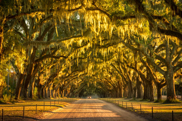 istock Live oaks and Spanish moss along a dirt road 1226479890