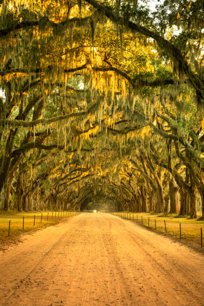 istock Live oaks and Spanish moss along a dirt road 1226479901