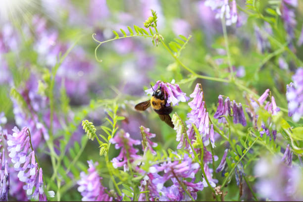istock hairy vetch flowers and carpenter bee in spring time 1226480005