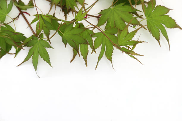 istock young leaves of Japanese maple 1226480013