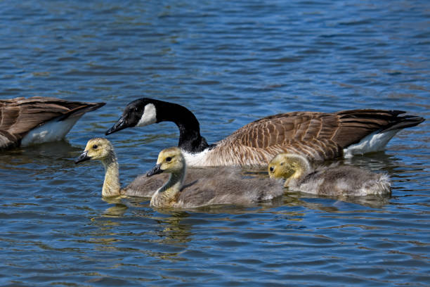 istock Mother Canada goose with goslings. 1226480728