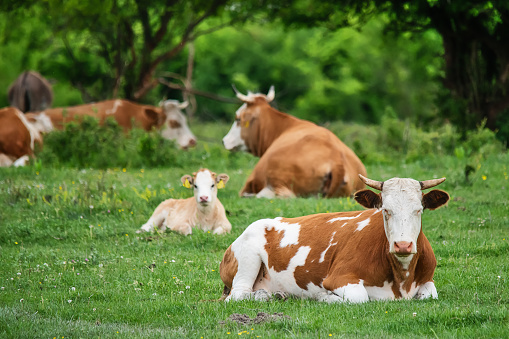 Cows lying in the green grass