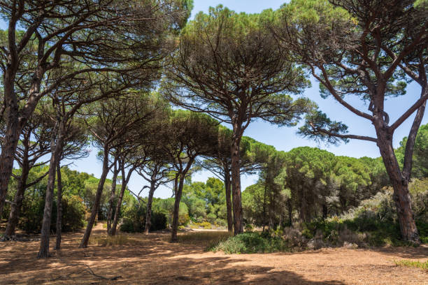 istock The island of Porquerolles 1226481977