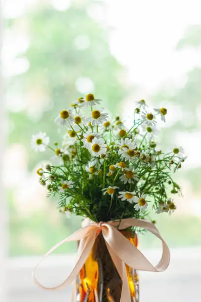 Blooming fresh camomiles bouquet with ribbon bow on light background selective focus. Beautiful chamomile flowers green leaves. Valentine's Mother's Women's day greeting card with copy space text sign