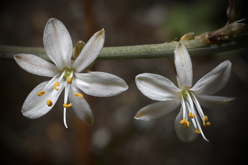 Small white flowers on a stolon with prominent stamens and stgma