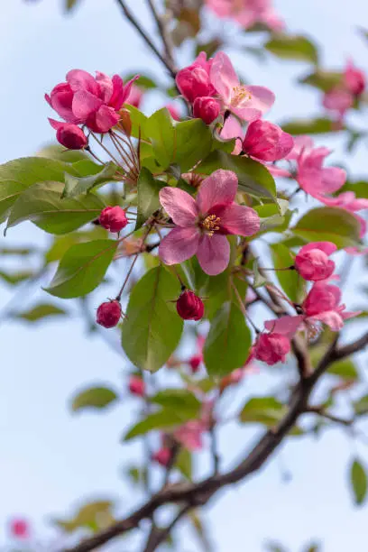 Apple tree branch with pink flowers against blue sky. Blossom time in spring season.
