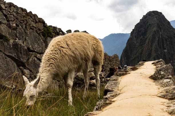 istock The Huayna Picchu 1226485463