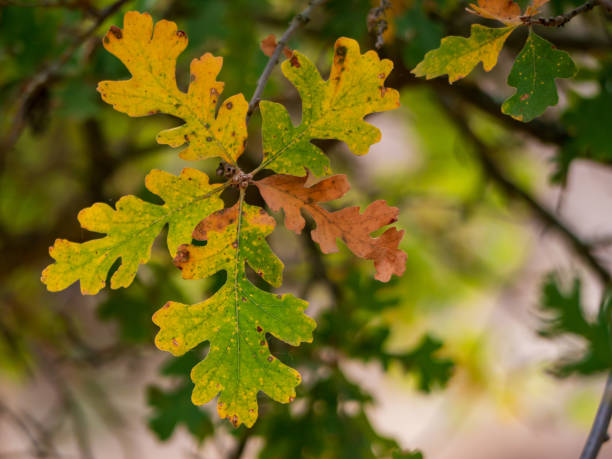 가을 색으로 가득한 밸리 오크 잎 - valley oak 뉴스 사진 이미지