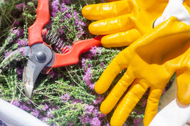 istock Fresh thymes and gloves with scissors. 1226488413