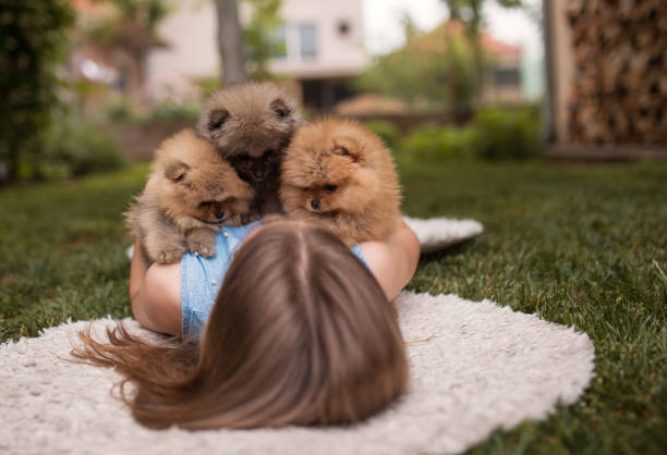 One young girl playing with her puppies in the backyard on sunny day