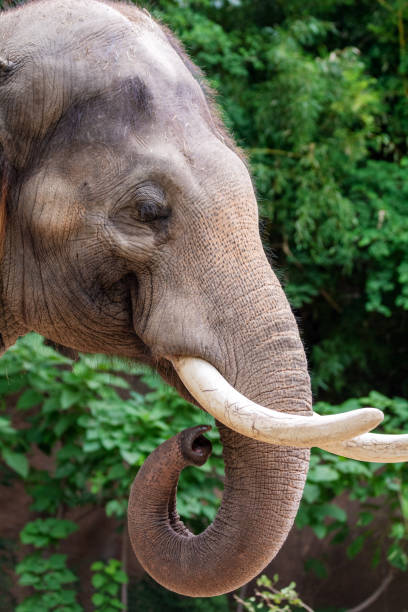 istock Close-up of Elephant 1226488623