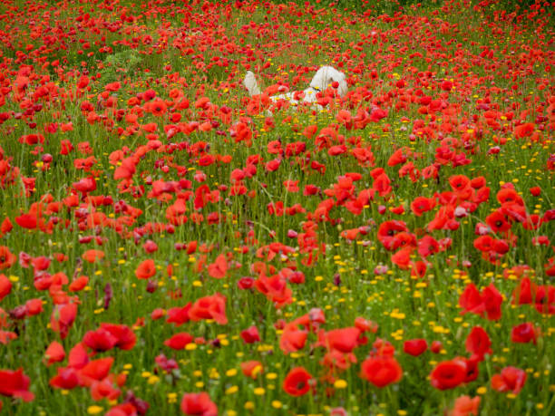 istock Sprint poppies among creen wheat 1226488660