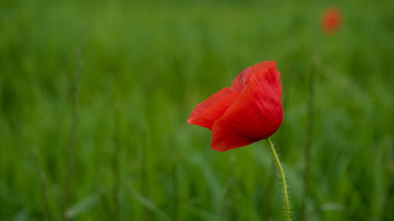 green wheat field in spring with a single poppy
