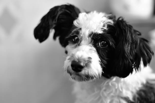 istock pure breed Chinese crested dog portrait on black background 1226489237