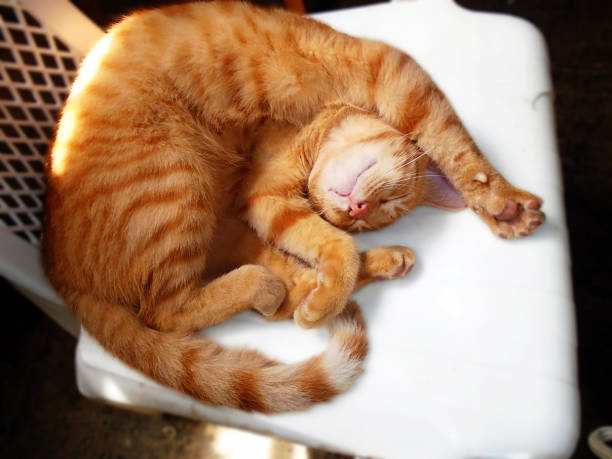 istock cat sleeping relaxed on armchair 1226489314